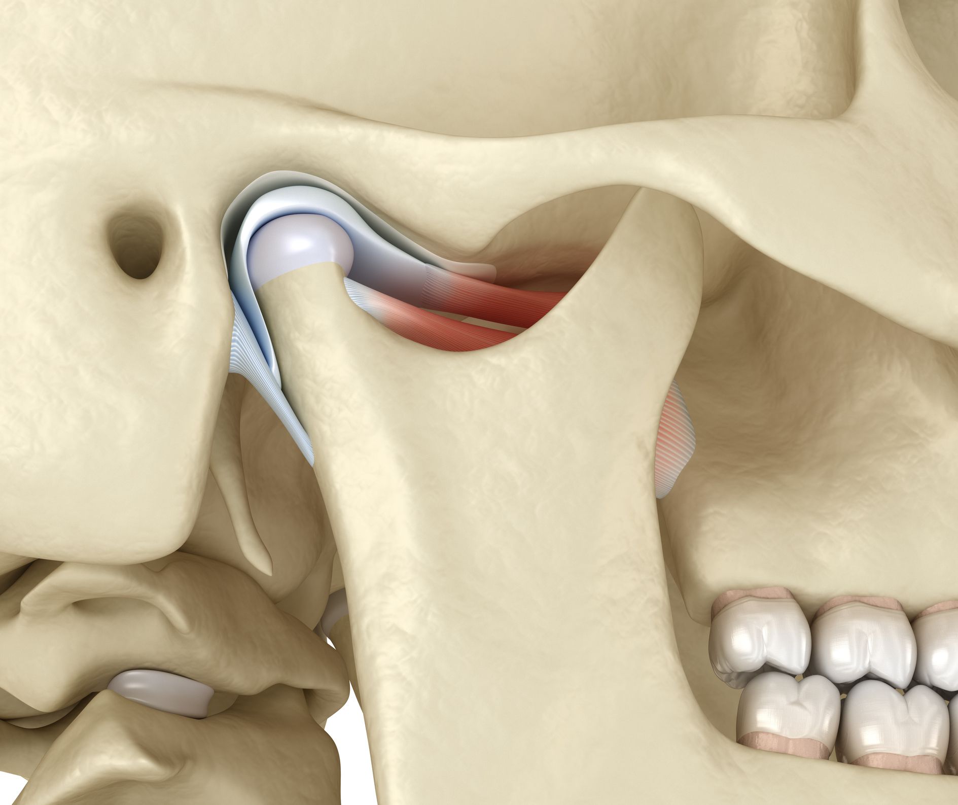 TMJ Dysfunction Specialist